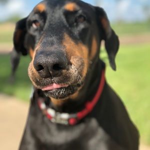 Meet your Posher, Olga